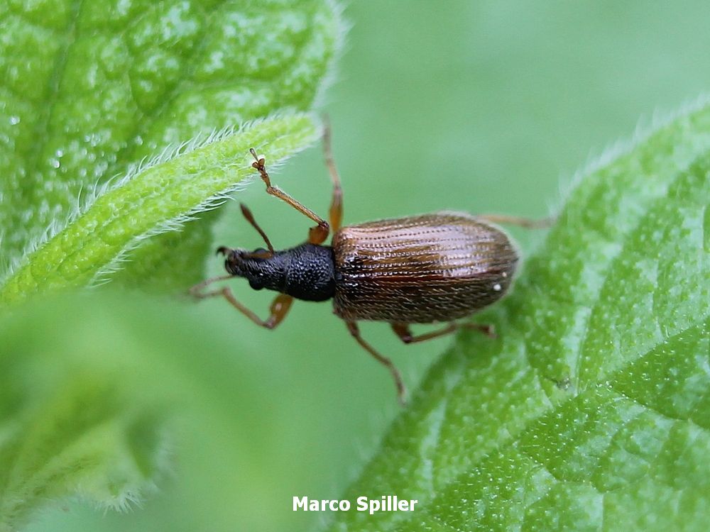 Phyllobius oblongus